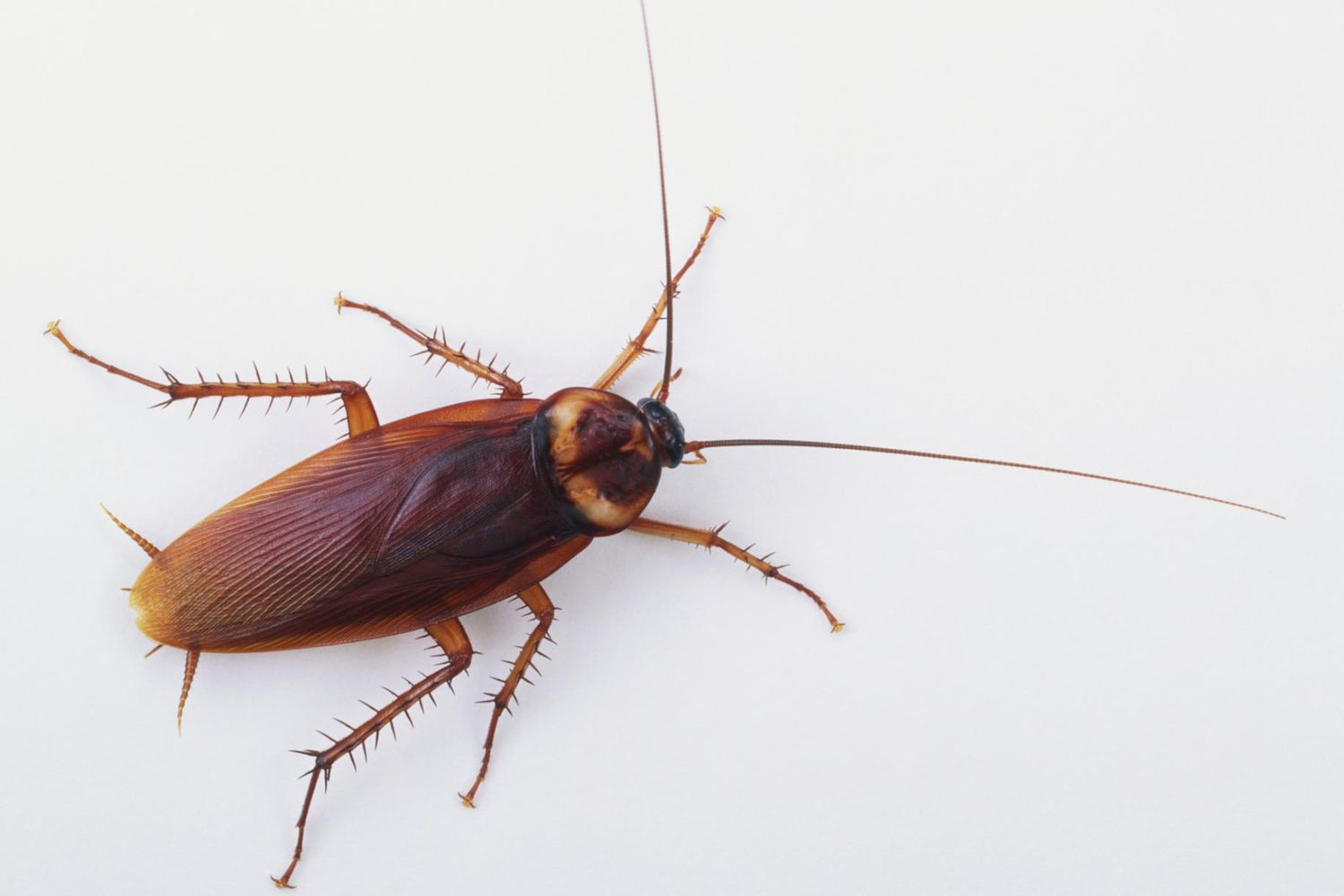 can cockroaches live in your penis